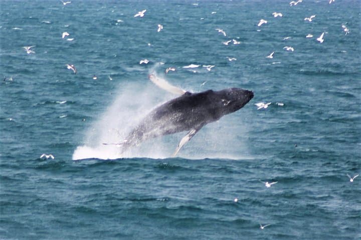 A powerful leap from a humpback — nature at its best!