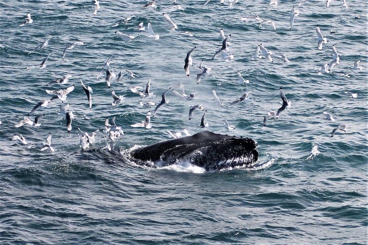 See humpback whales feeding among flocks of seabirds in Faxaflói Bay — one of the most exciting sights on a Whale Watching tour from Reykjavík.