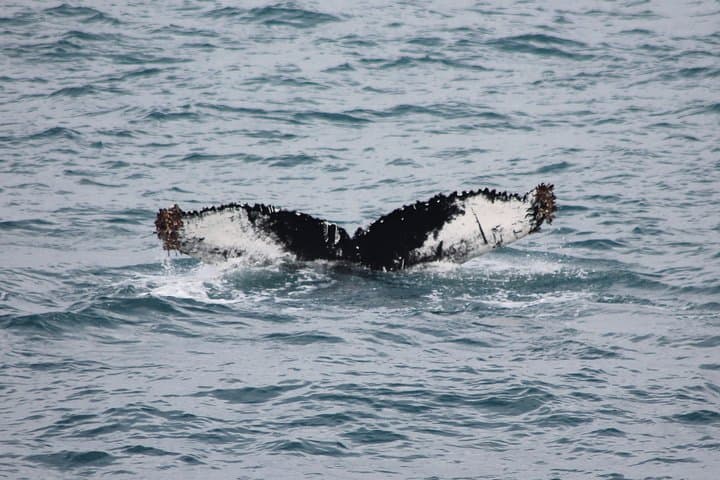 The classic fluke shot — a humpback diving deep into the bay.