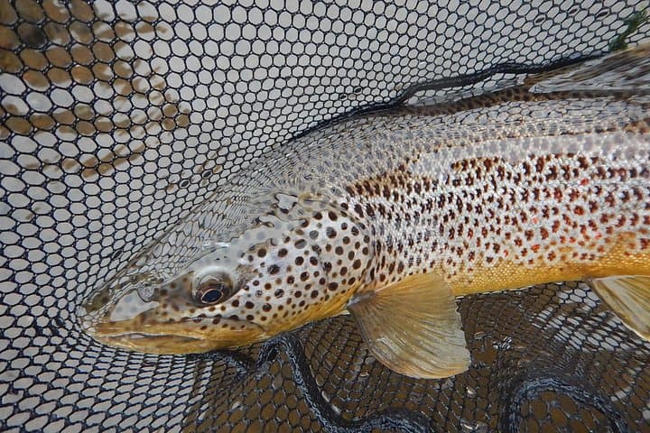 Private Lake and River Fishing Tour from Reykjavik