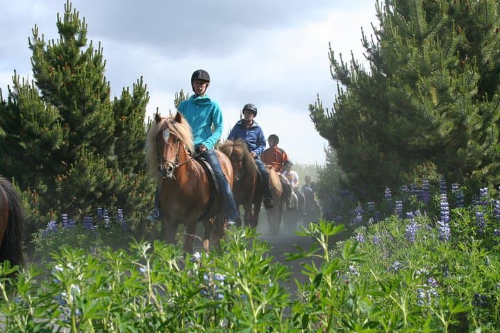 Icelandic Horseback Riding Tour with Pickup Option from Reykjavik