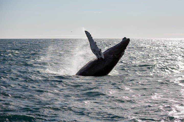 Explore two unforgettable Icelandic experiences in one! ✨ See whales up close and hunt the aurora borealis under a sparkling Arctic sky.