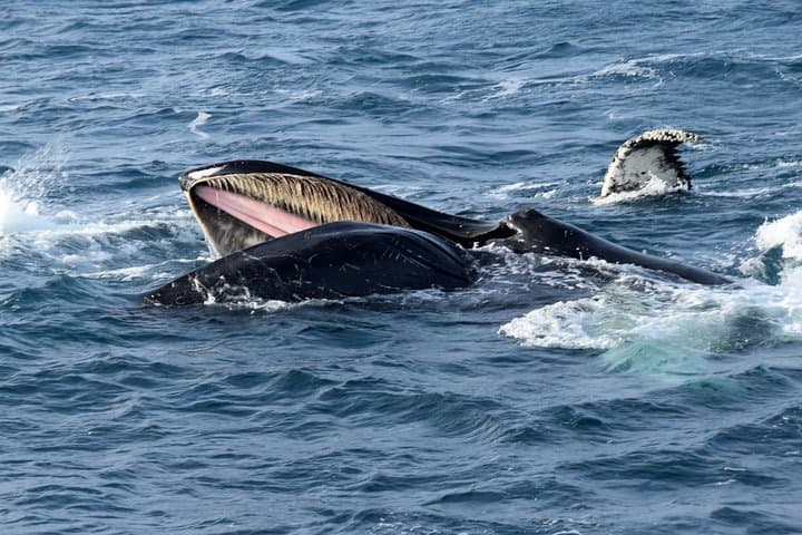 A feeding humpback whale