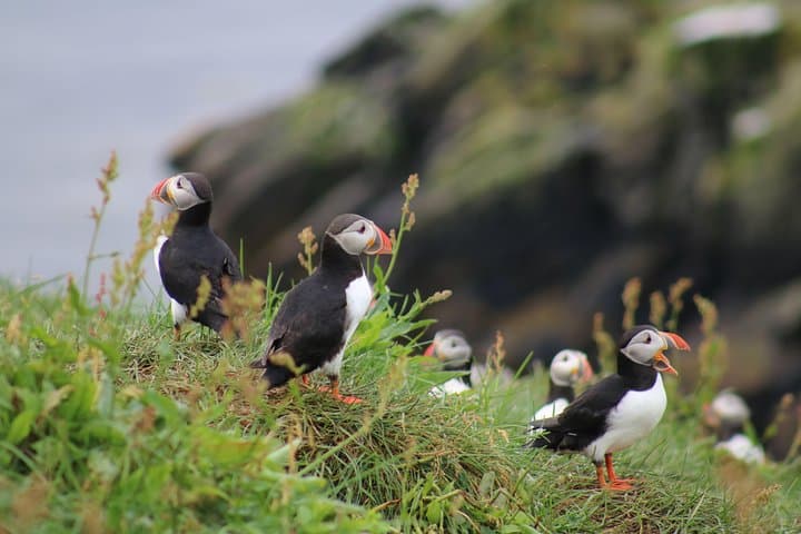 Classic Puffin Watching Cruise from Downtown Reykjavík