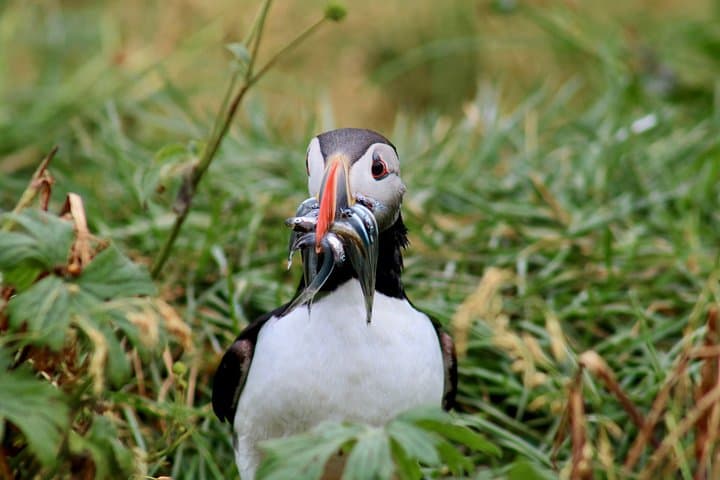 Classic Puffin Watching Cruise from Downtown Reykjavík