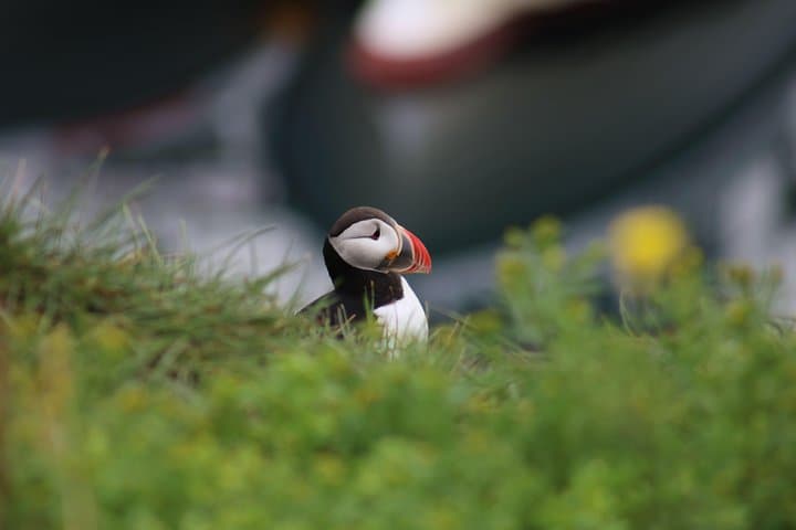 Classic Puffin Watching Cruise from Downtown Reykjavík