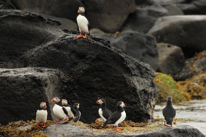 A very serious puffin meeting taking place