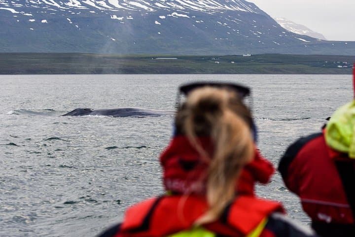 Akureyri Express Whale Watching by RIB boat