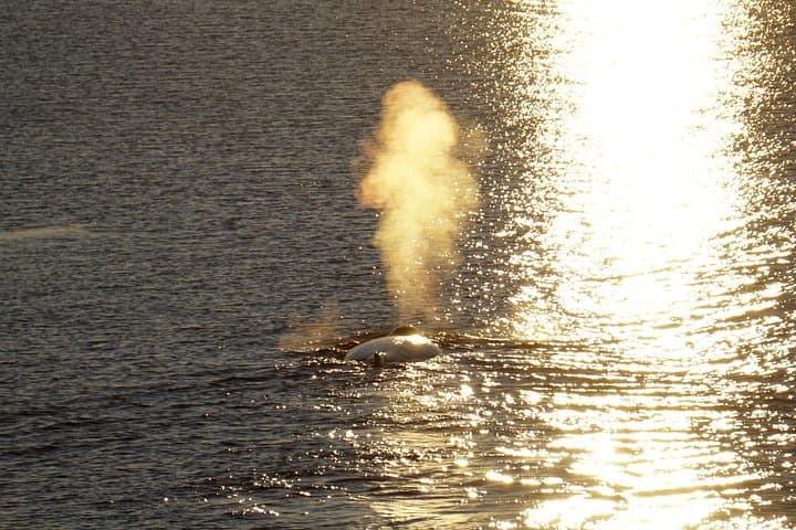 Midnight Sun Whale & Puffin watching from Reykjavik