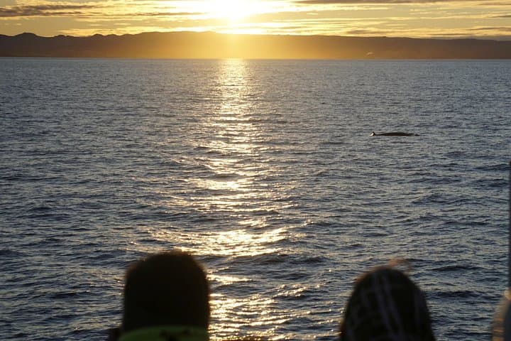 Midnight Sun Whale & Puffin watching from Reykjavik