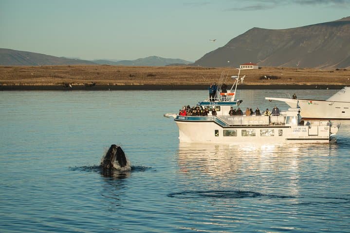 Midnight Sun Whale & Puffin watching from Reykjavik