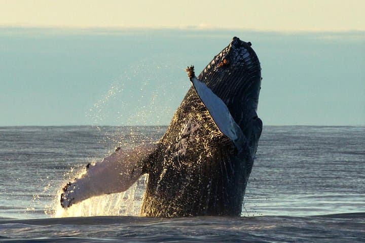Original Big Whale Safari and Puffins from Iceland by Local Family Company in Húsavík