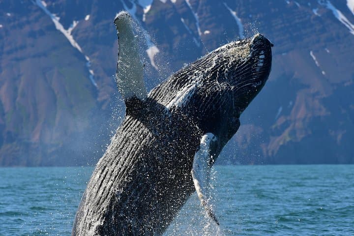 Húsavík Traditional Whale Watching by Local Family Company