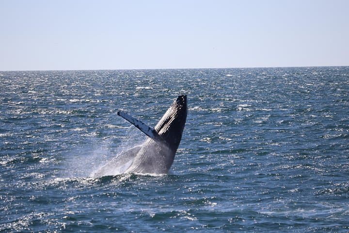 From ocean waves to starlit skies! Join our Whale Watching & Northern Lights Combo Tour and experience Iceland’s wild beauty by day and night.