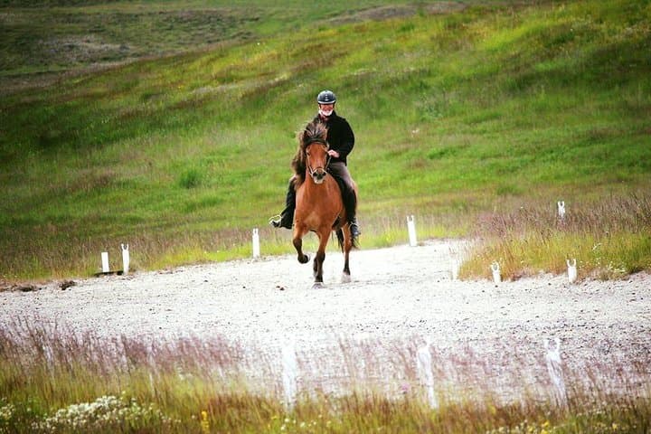 Exclusive Riding Program for Advanced Horse Riders - Give Me 5! - 2 to 3 hours