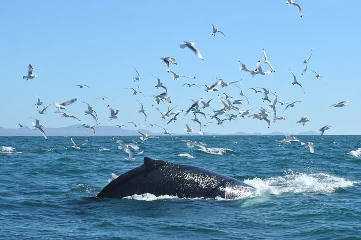 Whale Watching from the Heart of Akureyri