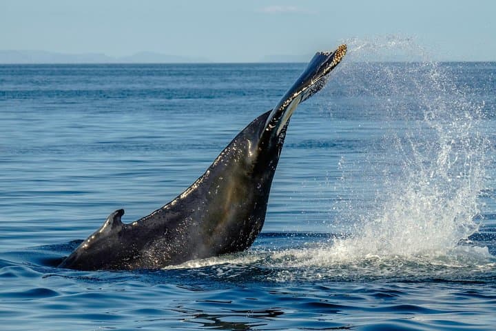 Whale Watching from the Heart of Akureyri