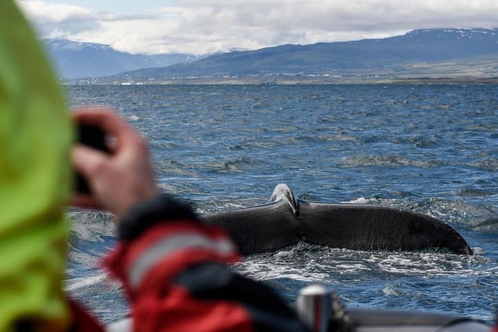 A passenger photographing the tail o a humpback whale.