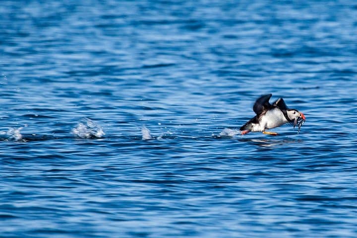 A puffin taking flight