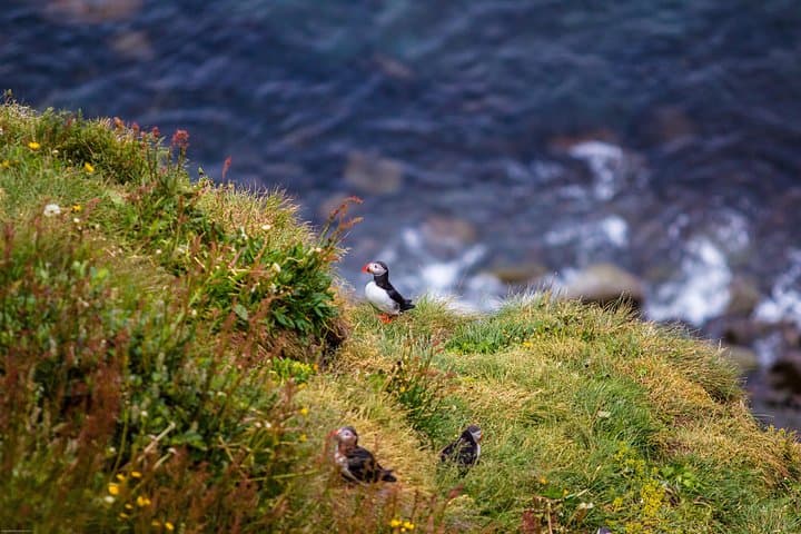 Puffin cliff