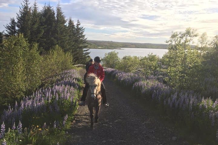 3 hour Private Horse Riding Tour in Mosfellsdalur