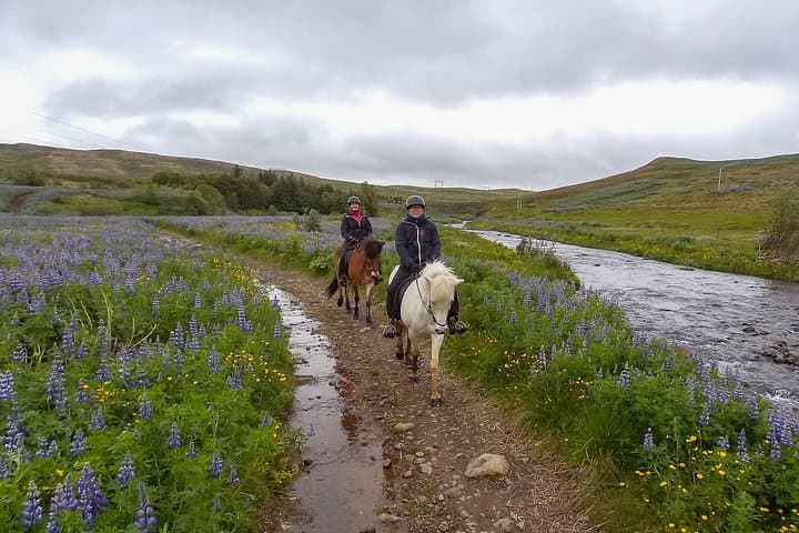 3 hour Private Horse Riding Tour in Mosfellsdalur
