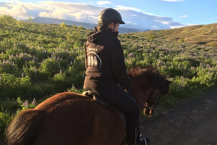3 hour Private Horse Riding Tour in Mosfellsdalur