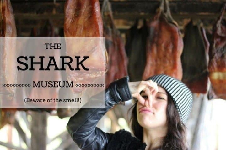 The Shark Museum