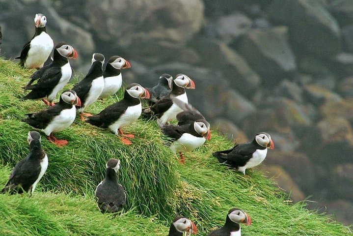 Puffins at the Puffin colony