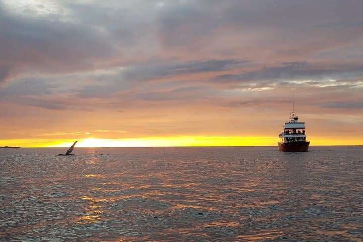 Small-group Whale Watching in the Midnight Sun from Reykjavík