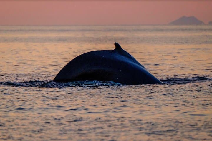 Small-group Whale Watching in the Midnight Sun from Reykjavík