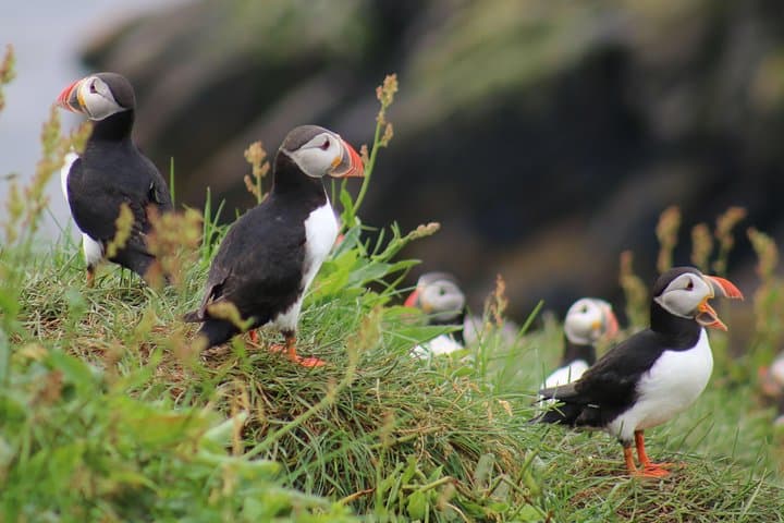 Two-In-One: Whale & Puffin Watching Tours from Reykjavik