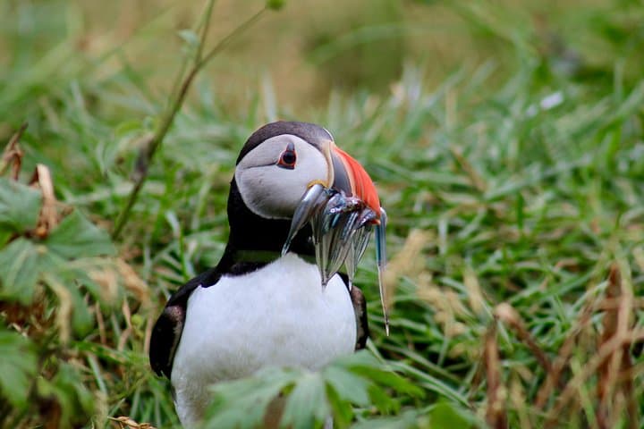 Two-In-One: Whale & Puffin Watching Tours from Reykjavik