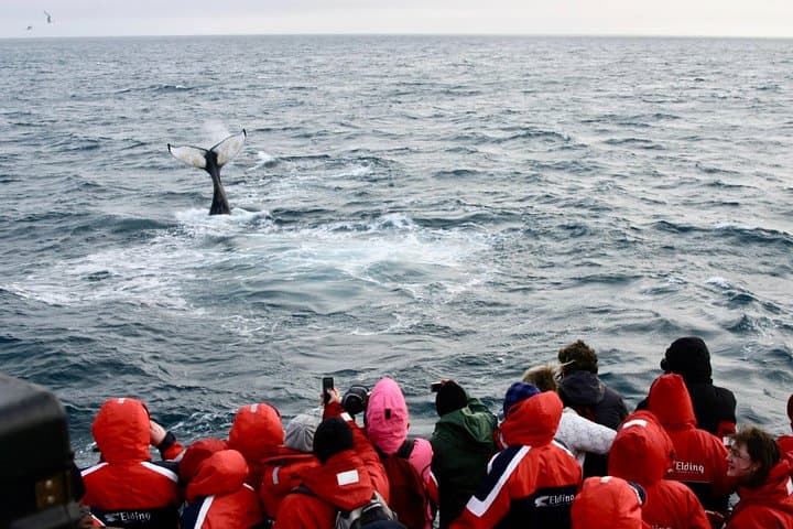 Winter Whale Watching and Northern Lights Cruise from Reykjavik