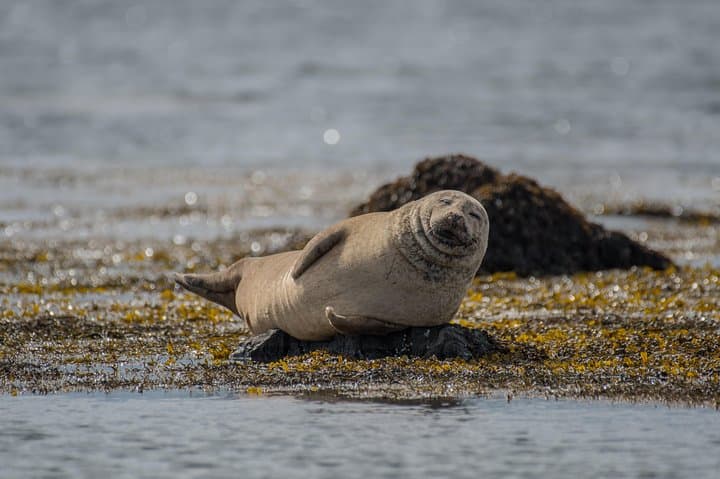 A seal chilling at Ýtri Tunga