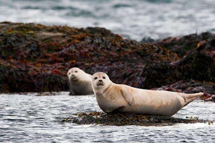 Ytri-Tunga Seal Colony