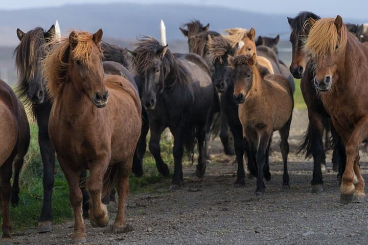 Private Tour: South Coast of Iceland by SUV or Van from Reykjavik