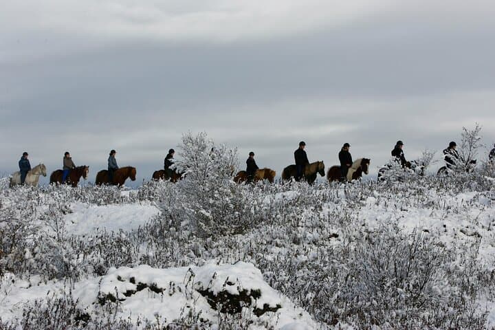 Icelandic Horse Riding and Whale Watching Tour from Reykjavik