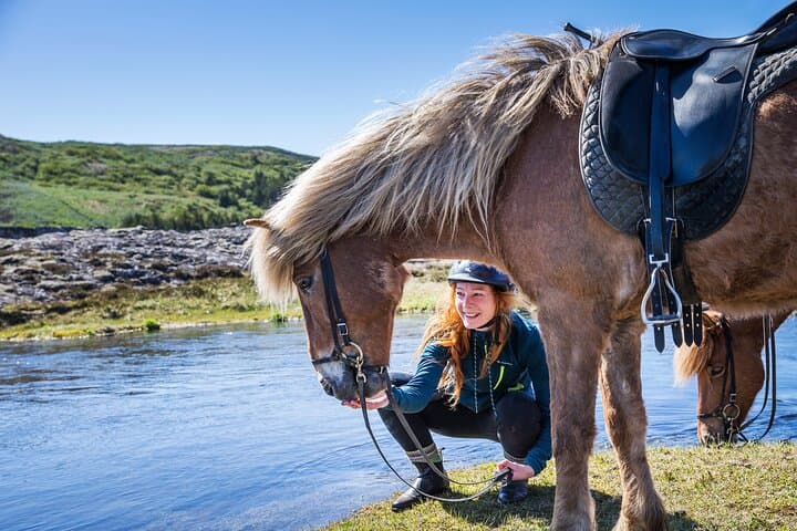 Icelandic Horse Riding and Whale Watching Tour from Reykjavik