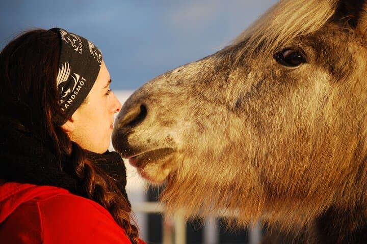 Icelandic Horse Riding and Whale Watching Tour from Reykjavik