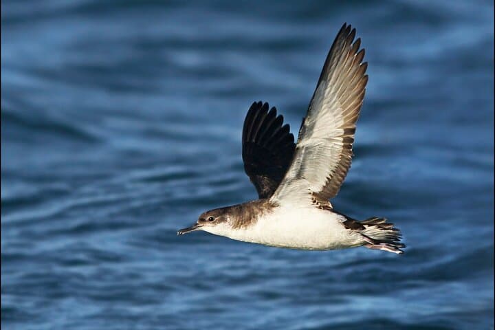 Whale Watching and Marine Life Tour in Reykjavik