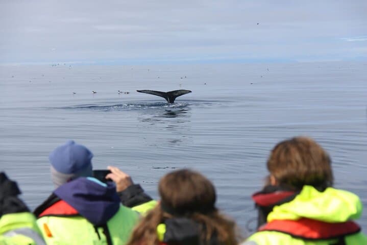 Humpback tail