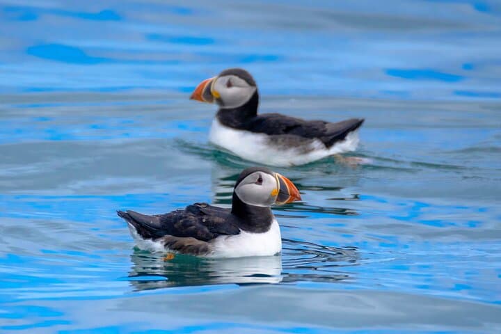 Puffin Watching Speedboat Express