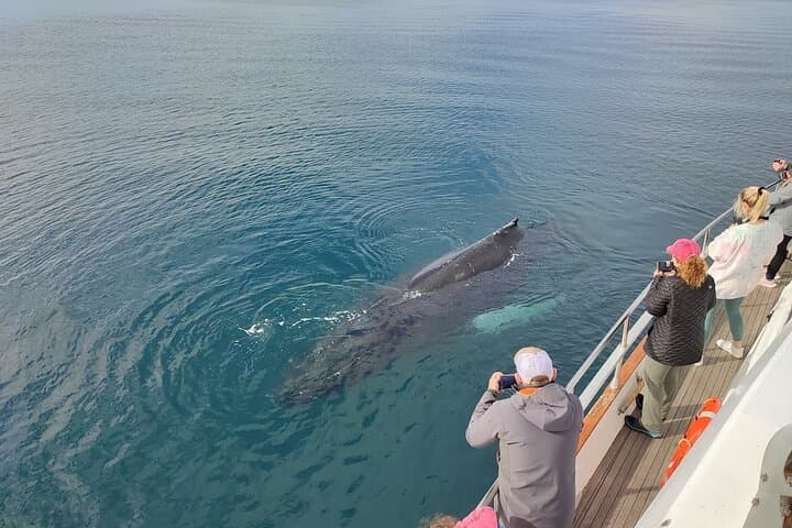 Whale Watching & Dolphin Yacht Cruise