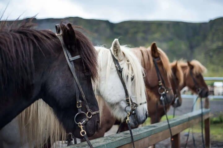 Horse Riding Tour in Reykjadalur (Smoky Valley)-All Riding Levels