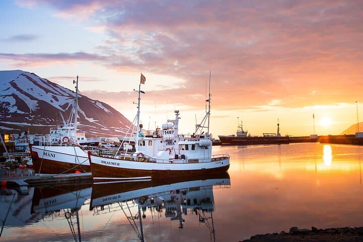 Classic Whale Watching from Dalvík Near Akureyri north Iceland