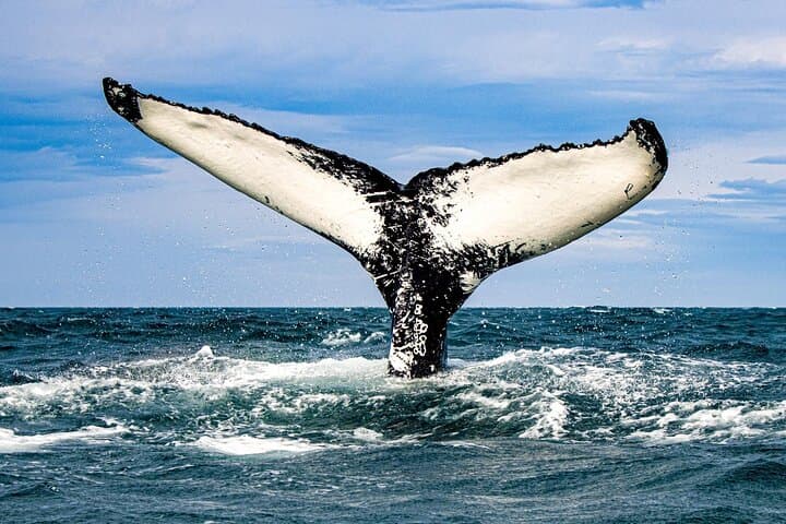 Express Whale Watching in Dalvik close to Akureyri north Iceland