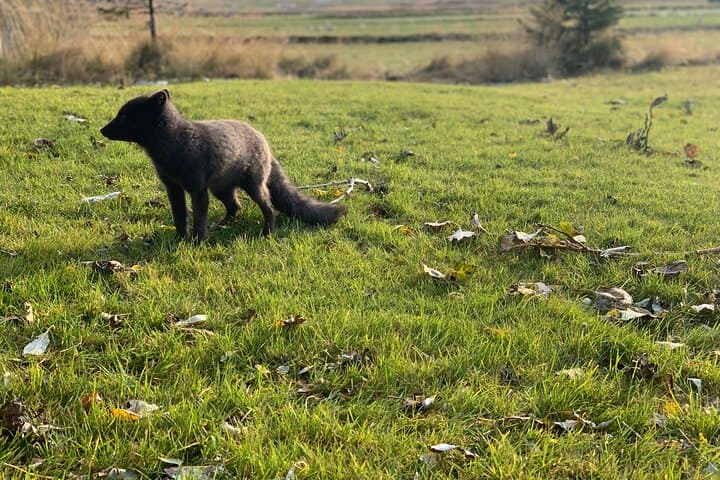Arctic fox
