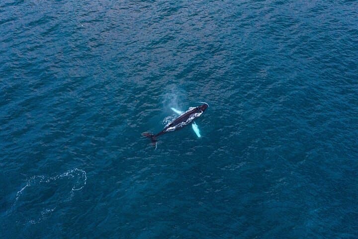 Humpback whale