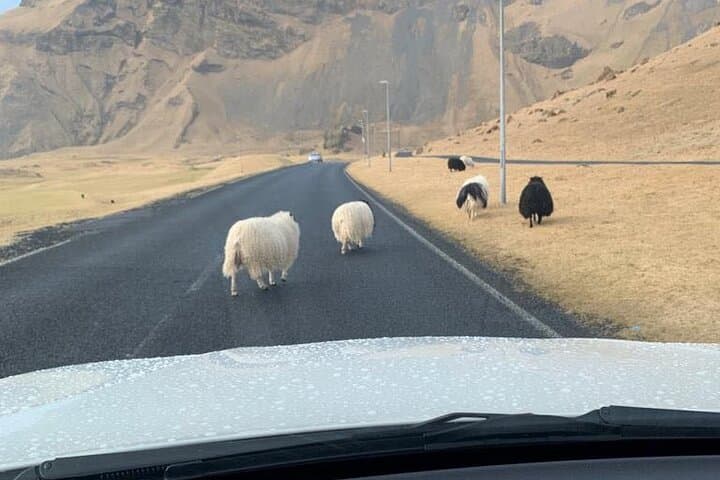 We might encounter sheep roaming around